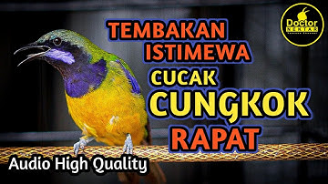 CUCAK CUNGKOK TEMBAKAN BREN AK-47 NEMBAK TAJAM RAPAT COCOK UNTUK MASTERAN CENDET, MURAI BATU DLL
