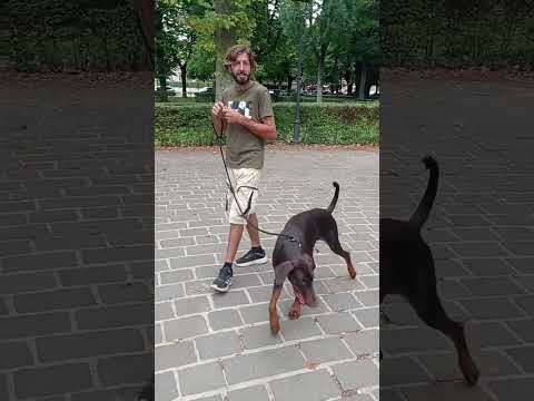 Cane tira al guinzaglio? I primi consigli...