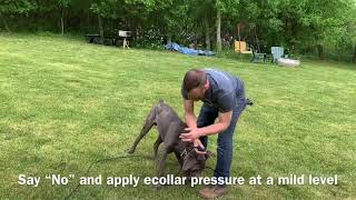 How to stop mouthing with an ecollar