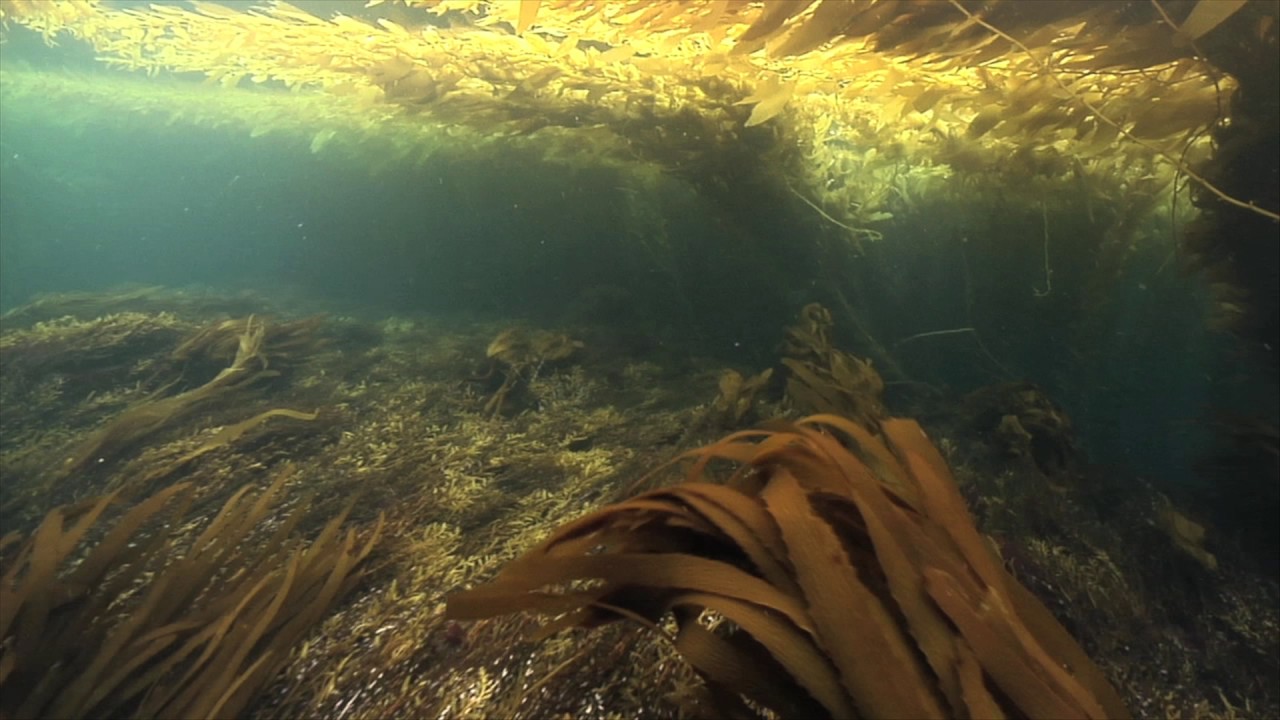 KELP FOREST BAJA 1 YouTube