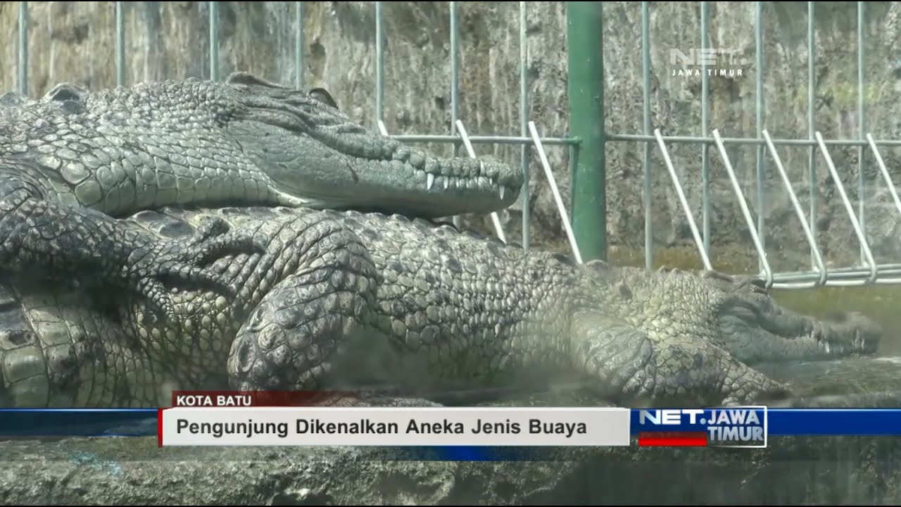 NET. JATIM - WISATA PREDATOR FUN PARK