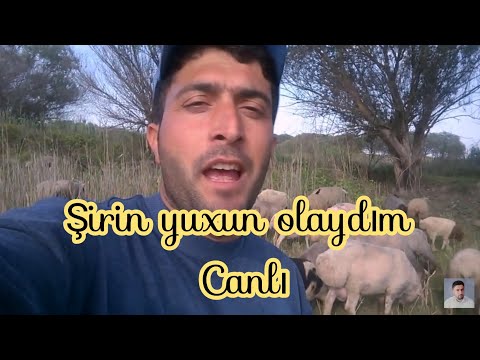 Azerbaycanlı çoban Pervin Seferov  | Şirin Yuxun Olaydım