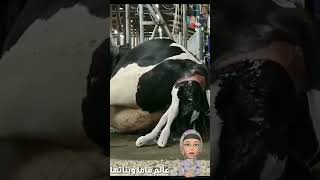 #shorts #2023 #animals ولادة البقر سبحان الله#cow