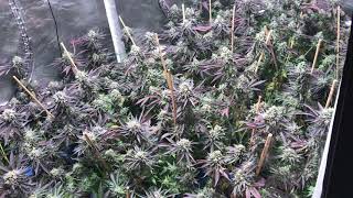 Day 60 flower. Beautiful buds. Grow weed like a guru season 5 video 11. Harvest day.