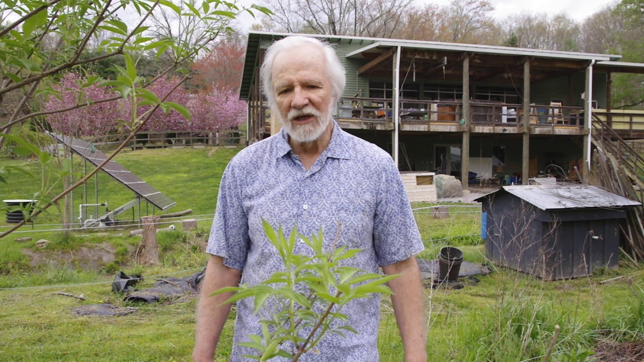 Taking Elderberry Cuttings, 2/4