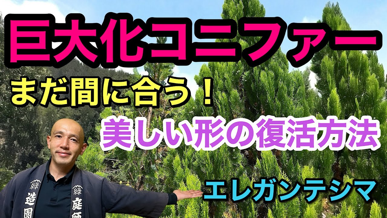 Before you cut it down!] A gardener explains how to prune conifers