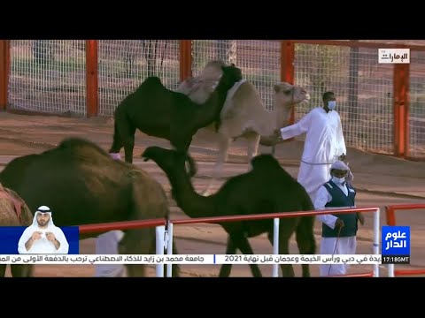 مسابقات مزاينة سويحان في مهرجان الظفرة ال 15