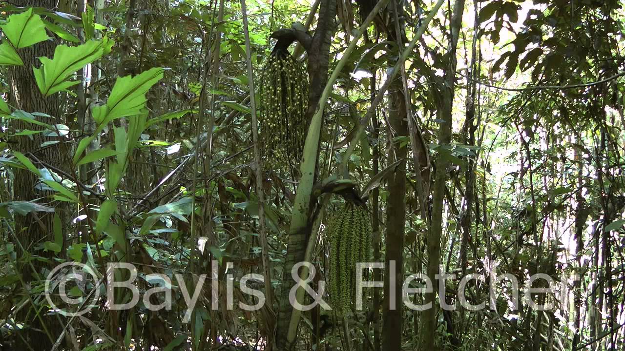 Fishtail palm, Perak, Malaysia. 20130624_115606.m2ts