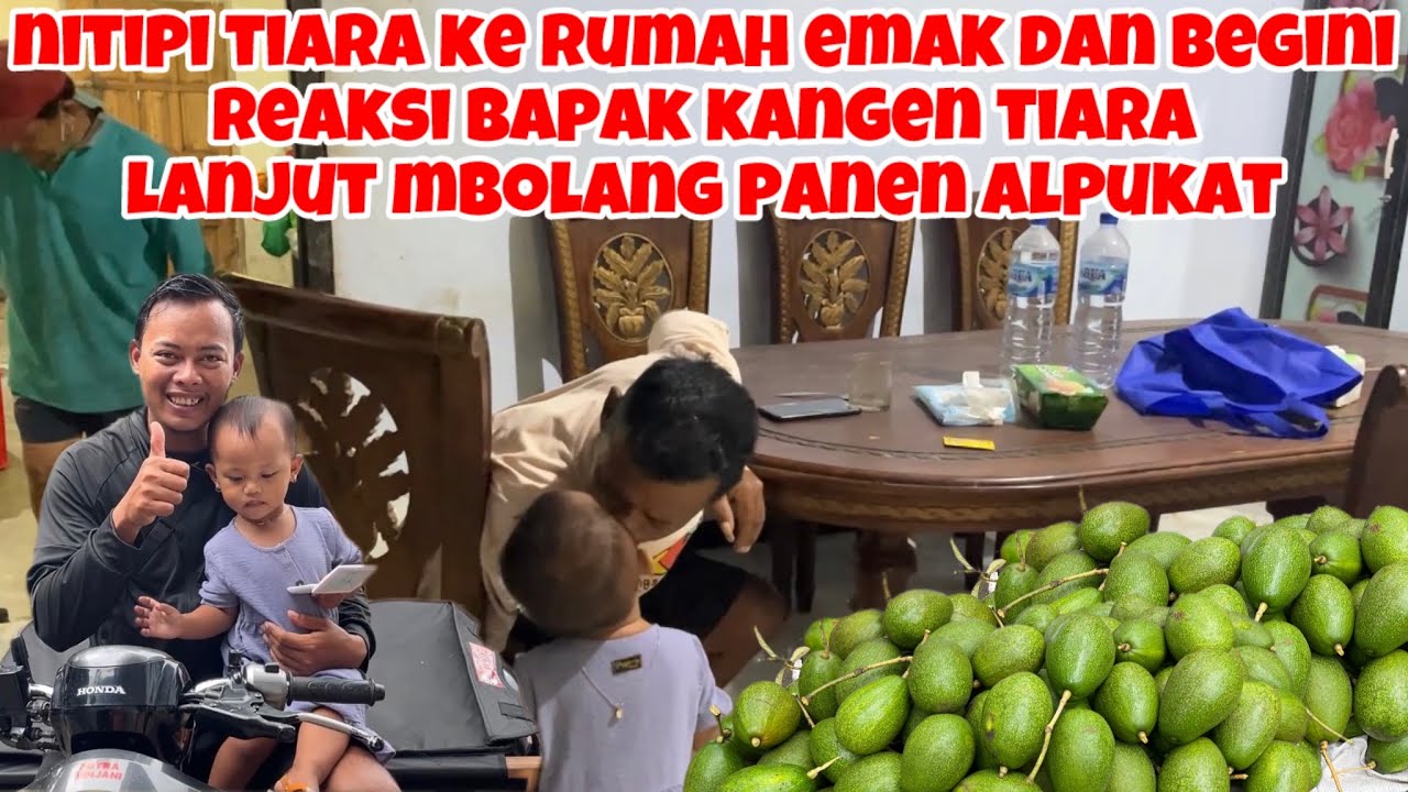 NITIPI TIARA KERUMAH EMAK DAN REAKSI BAPAK KANGEN TIARA LANJUT MBOLANG PANEN ALPUKAT 