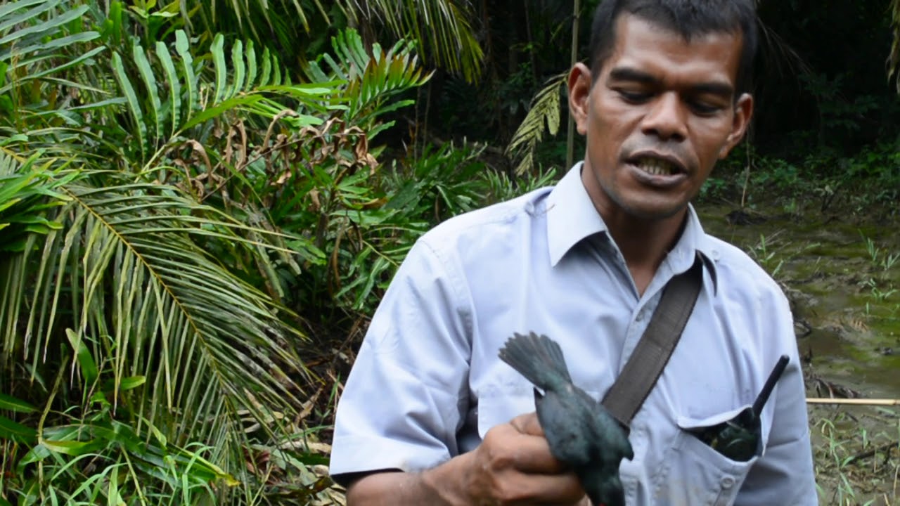 burung hantu mata merah YouTube