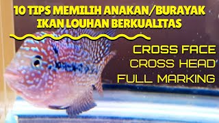 TIPS & TRICKS || 10 TIPS MEMILIH ANAKAN / BURAYAK IKAN LOUHAN BERKUALITAS