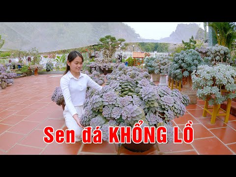 Video: Đá Sơn Trên Giường Hoa - Cách Làm Đá Sơn Trong Vườn