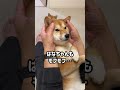 交代でモフモフされている豆柴姉妹　#Shorts