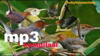 Download Lagu suara burung ribut prinjak atas/bawah/lumut. @hobynusantara5159selamat mencoba kawan! MP3 Download Lagu suara burung ribut prinjak atas/bawah/lumut. @hobynusantara5159selamat mencoba kawan! MP3