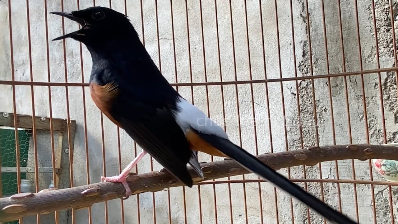 Chòe lửa kích lửa DÌU BỔI HÓT Mau RA GIỌNG Kích chòe lửa hót nhiều giọng hay.chòe lửa hót 33