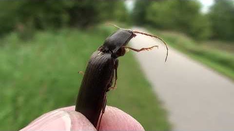 Click Beetle (Elateridae) Demonstrating Click Mechanism