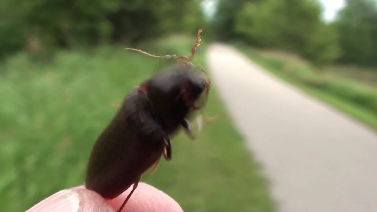 Click Beetle Elateridae Demonstrating Click Mechanism YouTube why-is-my-jaw-clicking-and-what-is-causing-it-youtube