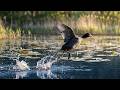 Calm Nature Sounds 🌿 Wind in Reeds &amp; Wetland Ambience