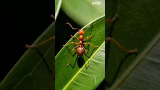 Ai Realistic Weaver Ant of Indonesia in 8K Ultra HD #semut #semutireng #ant #shortvideo
