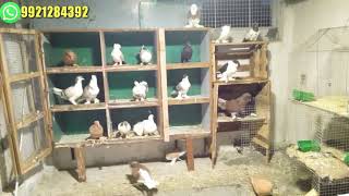 fancy pigeon Maharashtra Khamgaon all types pigeon sale