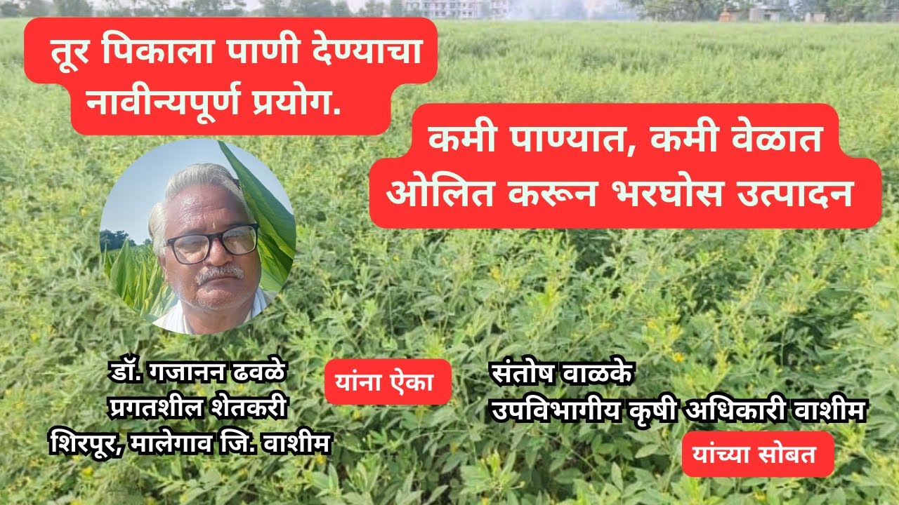 Dr. गजानन ढवळे शिरपूर यांची तुरीला पाणी देण्याची वेगळी पद्धत. खर्च कमी, वेळ कमी व उत्पादन जास्त.