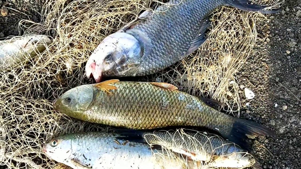 Hyderabad village fishing, rahu katla fish catching, in singur rever