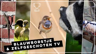Concert Van Een Blauwborst, Foeragerende Das En Eendenkuikens Zelf Geschoten Vroege Vogels