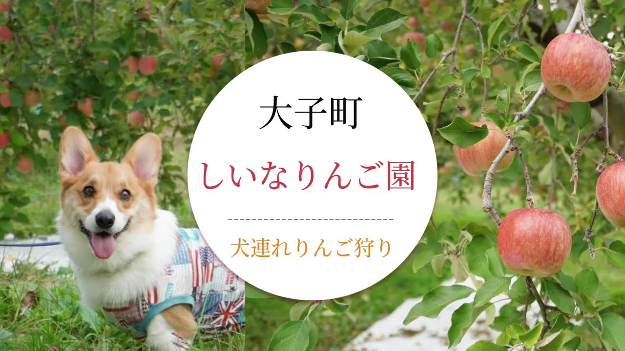 犬連れでりんご狩り！茨城県久慈郡大子町『しいなりんご園』へ行って来