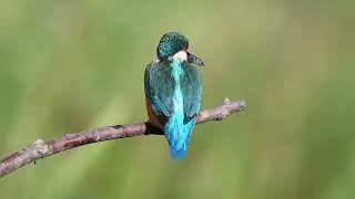 Kingfisher, juvenile fishing