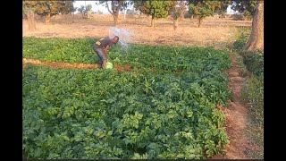 Irish Potato Farming on the Jos-Plateau, Nigeria: #Seedlings, #Traditionalirrigation, #BokkosMangu