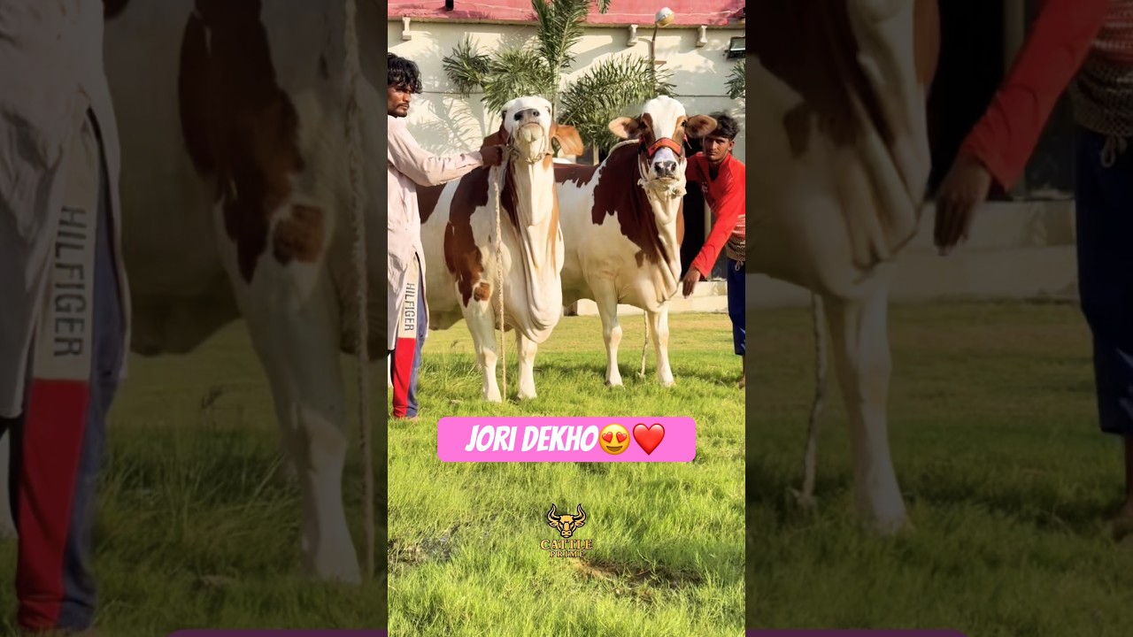 Karachi Cow Mandi | Shan Cattle Farm 