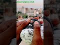 Pigeon Eyes Treatment Trick Video Dekhy Or Chnal Zrur Subscribe Krdy Sb Bhai