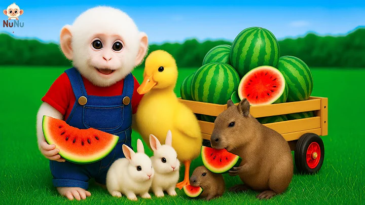 Monkey NuNu drives a tractor and the adventure with a giant watermelon falling from the sky