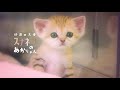 那須どうぶつ王国 スナネコの赤ちゃん展示開始