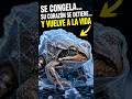 🐸 La Rana de hielo ❄️#RanaQueSeCongela #Curiosidades #Ciencia #AnimalesIncreibles