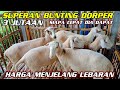 Harga domba hari ini murah ekonomis menjelang lebaran  domba texel bunting dorper selopuro blitar