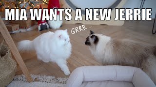 Mia Wants A New Jerrie | Cat Vlog