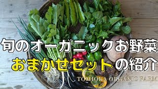 【１０月】大人気！旬のオーガニックお野菜おまかせセットの紹介｜とみおか自然農園｜TOMIOKA ORGANIC FARM