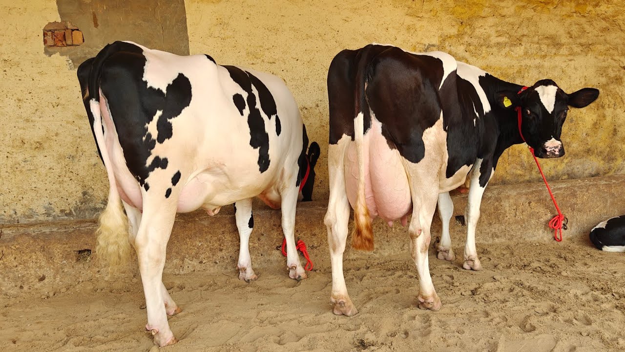 2 ਗਾਵਾਂ ਕਾਲੇ ਸੈਦੋਕੇ ਵਾਲੇ ਕੋਲ, 2 Cows for Sale