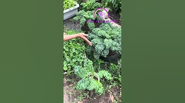 Giống cải Kale Xoăn Xanh Mỹ shop có cây giống nhỏ, cây trồng chậu ổn định và cây lớn trưởng thành