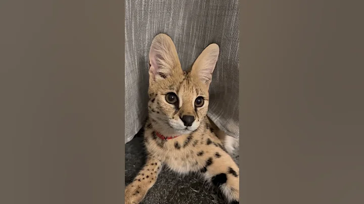 Watch the video about Best purr sound ❤️ Leona serval cat savannah purr ❤️#serval #cat #savannahcat #asmr #purr