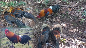 Dib qaib qu tuaj zoo kawg tua tau 2 thug 12/22/2025