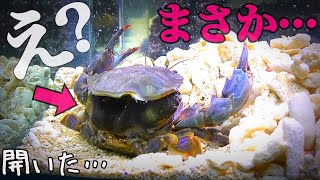 凶暴なカニの体に異変が！貴重映像？まさか見れるなんて…【脱皮】