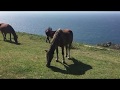 Caballos salvajes (en libertad) en Galicia (2)