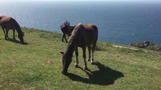 Caballos salvajes (en libertad) en Galicia (2)