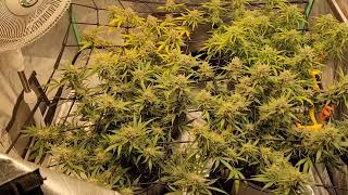 Banana Smoothie week 8 - The Friendly Grower