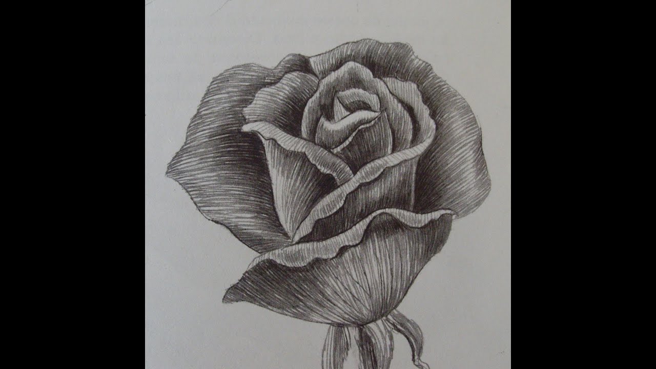 Come disegnare una rosa . passo a passo youtube Rose da disegnare facili