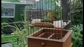 Masteran Burung Pleci agar respon terhadap siulan.. dijamim ampuh