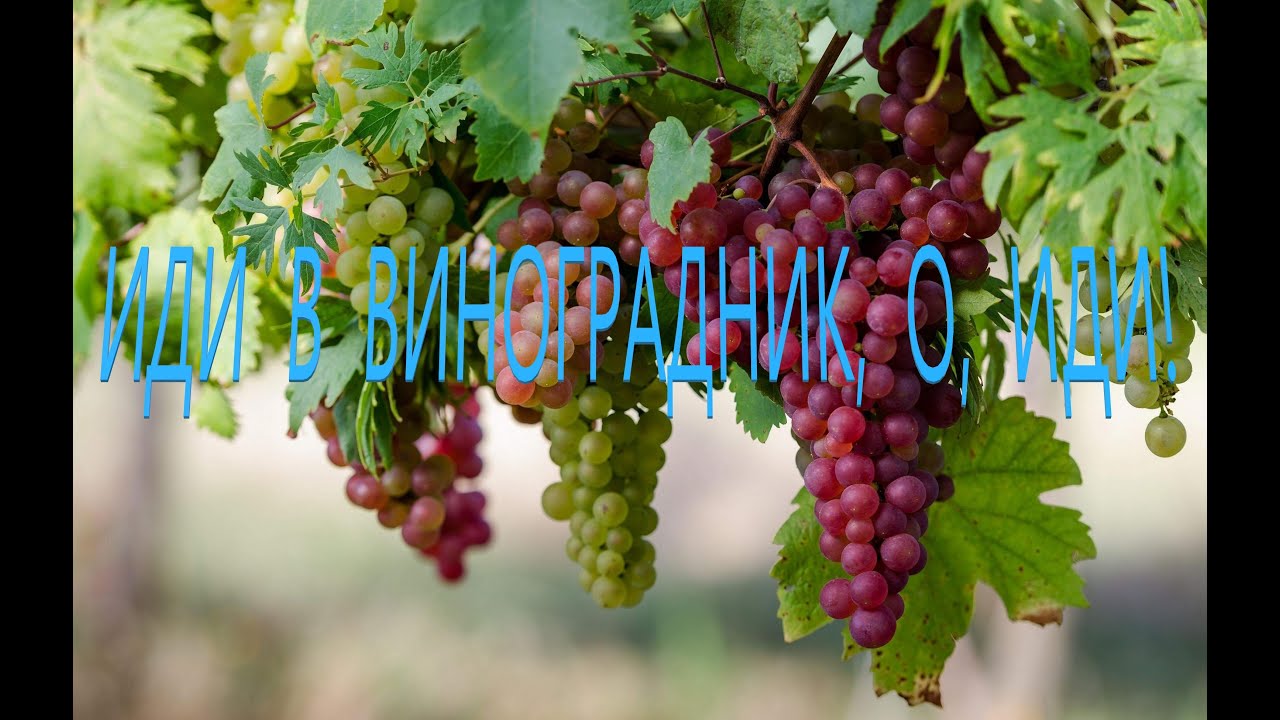 Иди в виноградник, о, иди! - YouTube Music