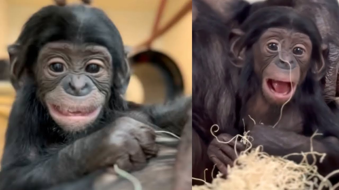 Watch This Baby Bonobo Bond with Her Mom – It’ll Melt Your Heart